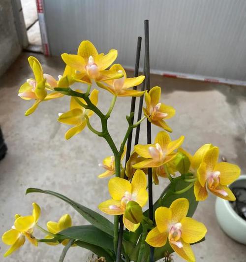 蝴蝶兰喜光的特点及栽培技巧（探究蝴蝶兰的光照要求，让你栽培更得心应手）