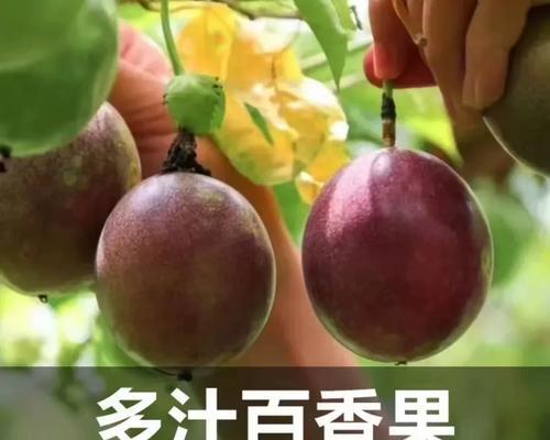 鸡蛋果籽种植指南（打造私家果园，从鸡蛋果籽开始）