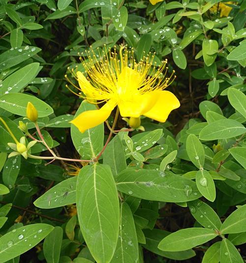 兰花花谢后的正确处理方法（让你的兰花常青不凋谢）