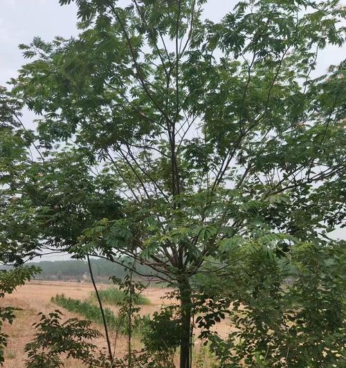合欢树种植指南（在院子里种植合欢树的必要性及技巧）