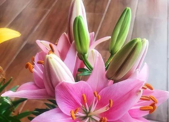 百合花喜阳光还是讨厌阳光？（揭开百合花对阳光的喜好之谜）