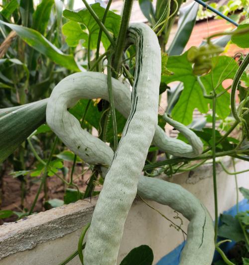 豆角种植的最佳时间（什么时候种植最合适？）