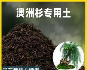 如何为澳洲杉更换土壤（澳洲杉的土壤需求及更换方法）