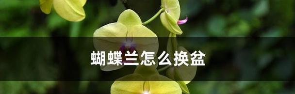 蝴蝶兰换盆必须注意的养护要点（详解蝴蝶兰换盆后的浇水技巧）