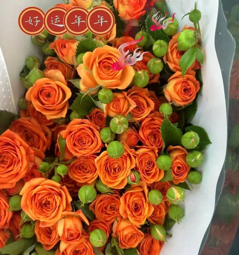 玫瑰的花语与意义（探究玫瑰的不同颜色及象征意义）
