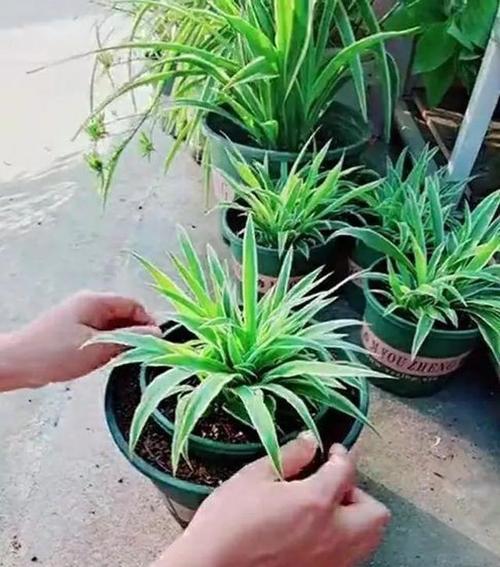 风铃花黄叶处理方法（解决风铃花黄叶问题的技巧和方法）