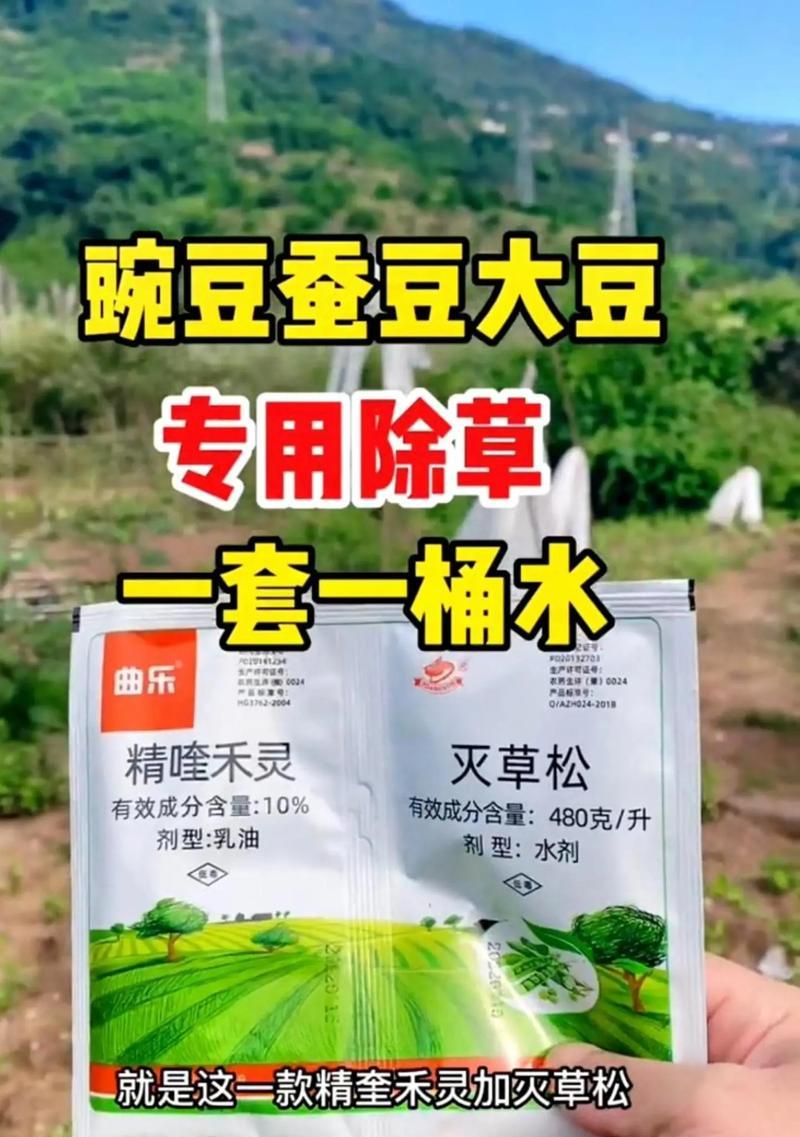 蚕豆苗在冬天需要注意的问题（冬季保护和管理技巧）