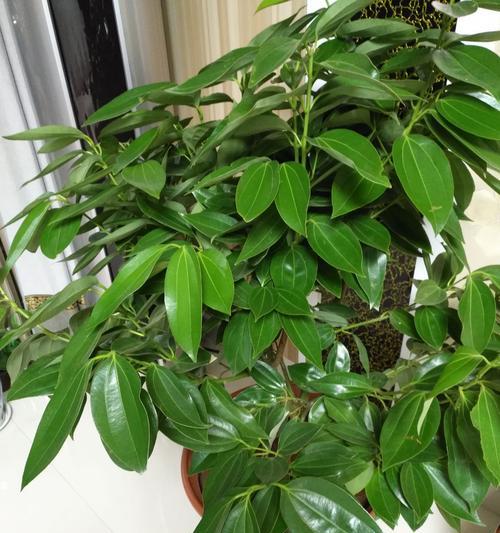 平安树开花时间长，养护技巧大揭秘
