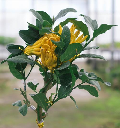 香橼一年开花次数及其影响因素（探究香橼开花的时节与频率，解析影响开花的因素）