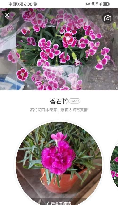如何解决丽格海棠叶子卷边问题（掌握调节技巧，带来健康生长）