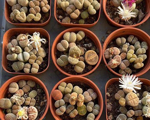 生石花开花时间及养护（探秘生石花的花期与养护方法，让你的生石花更加美丽）