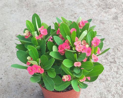 刺梅开花季节与生长习性（早春花开，芬芳四溢——探秘刺梅的开花特点与栽培技巧）