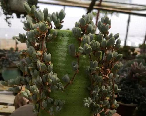 碧玉的家庭养法（学习如何正确养护您的碧玉植物）