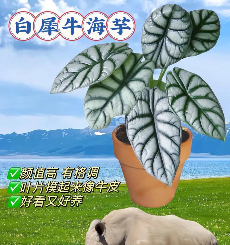 海芋的风水作用——打造家居吉祥宝地（家中养海芋，风水好处多多）