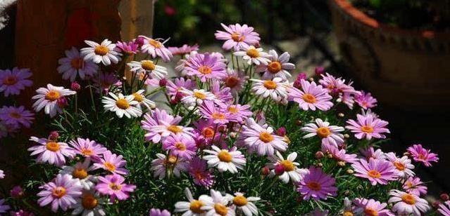 从花蕾到绽放——雏菊的花期（了解雏菊花期，合理管理种植）