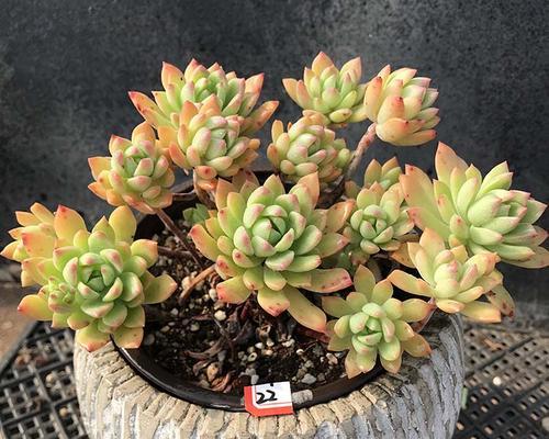 马库斯多肉的养护技巧（打造绿植生长的天堂，让盆栽更健康成长）