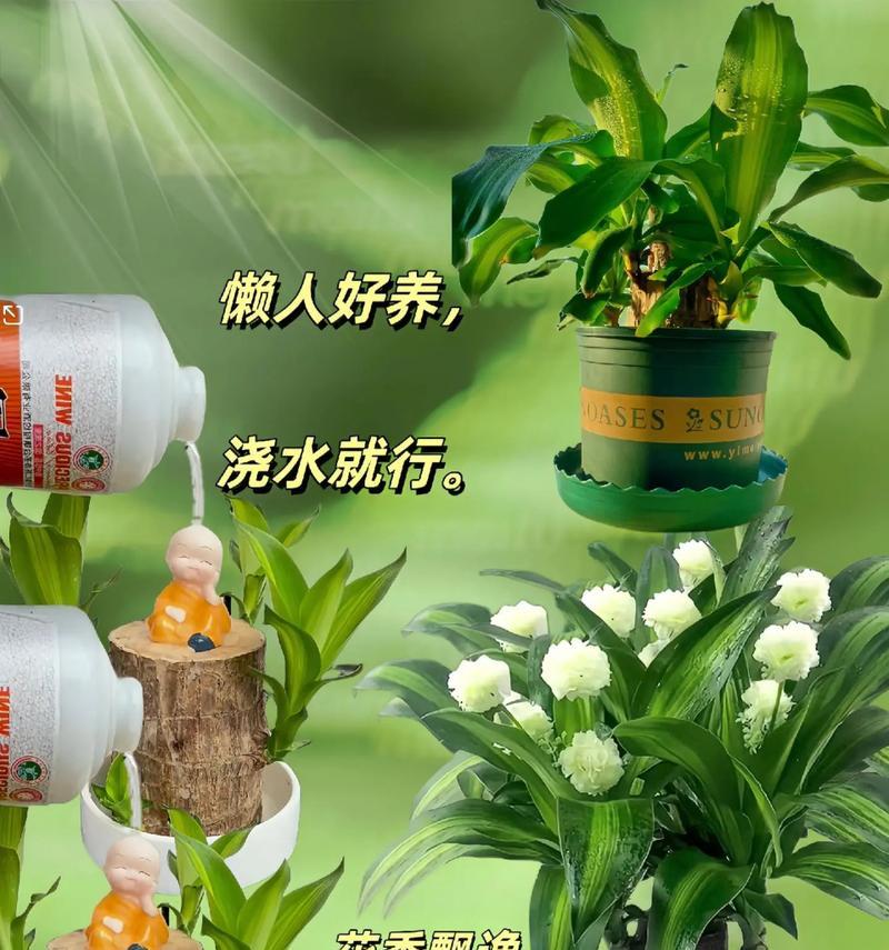 如何培育开花旺盛的巴西木（掌握这些技巧，让你的巴西木开花更加美丽）