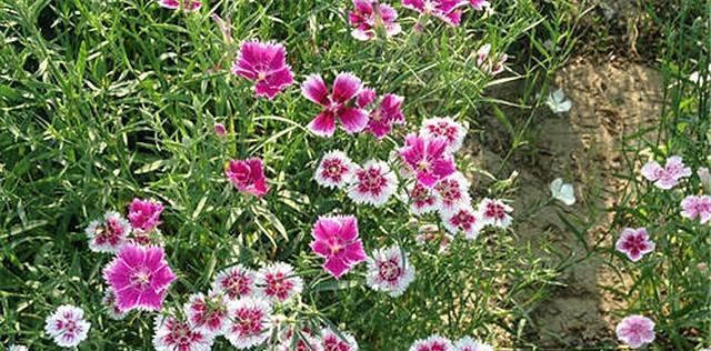 石竹花怎样浇水更科学（每周一次浇水，）