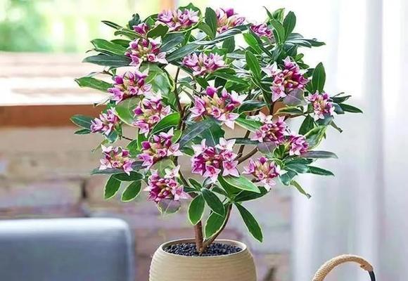 瑞香的养殖方法和注意事项（打造自家花园中的优美瑞香）