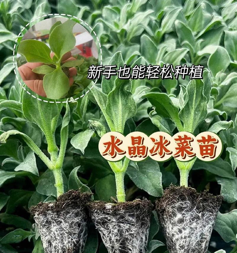 冰草种植全指南（零基础也能轻松种出美丽冰草，快来跟着小编一起学习吧！）