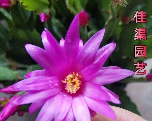 蟹爪兰的花期与开花频率（探寻蟹爪兰开花的规律）