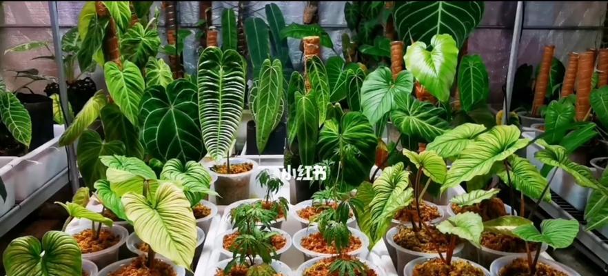 花烛养护指南（从水的浇灌到光照的调节，打造美丽的花烛）
