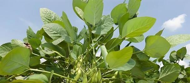 毛豆种植全攻略（时间、方法、注意事项一网打尽，让你种出好口感的毛豆）