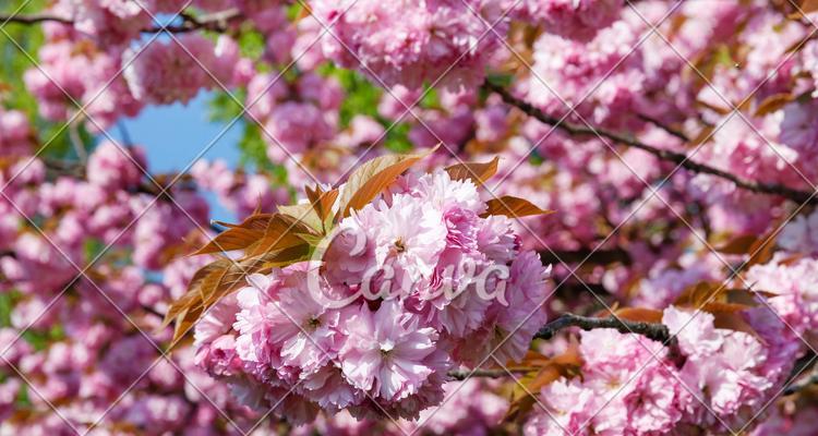 赏樱花，品生命之美（探寻樱花的生长与传承）