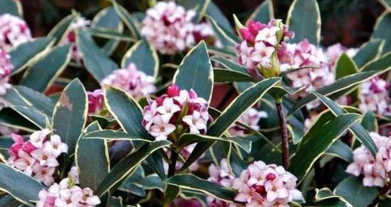 桂花树喜欢阳光还是阴影？（揭开桂花树光照需求的谜团。）