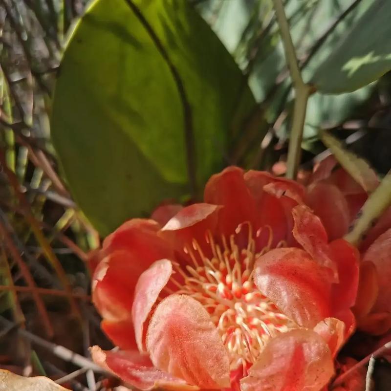 帝王花——中国的国花（传承华夏文明的象征）