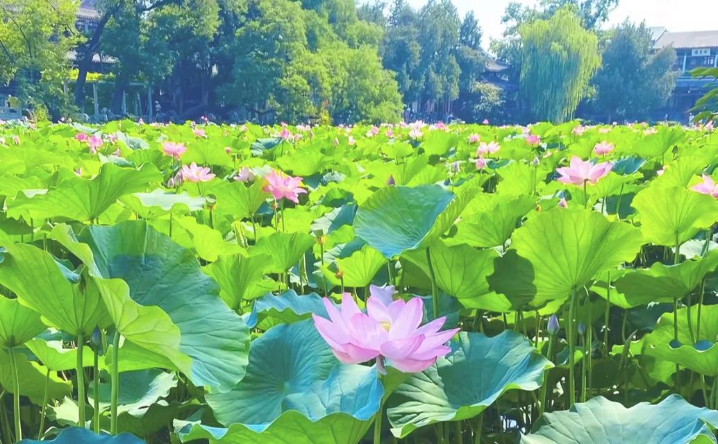 保定市花——牡丹花（探寻牡丹花的意义与保定文化的关系）