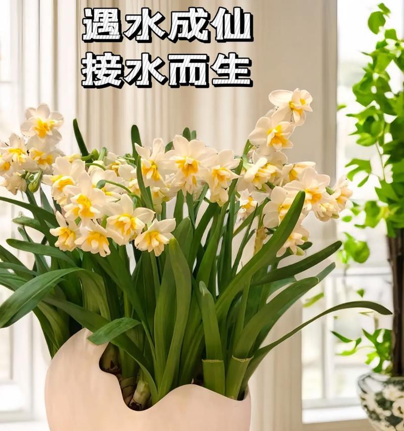 如何科学地给水仙花浇水？（掌握这三点，让你的水仙花开得更美）