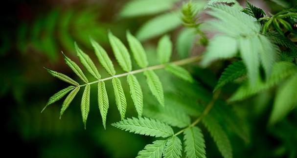 含羞草花语的寓意与象征（解读含羞草的传奇故事与文化内涵）
