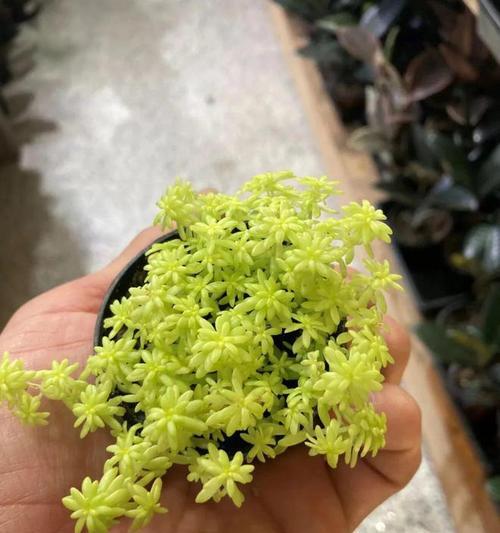 如何正确养殖黄金草（注意事项与种植技巧分享）
