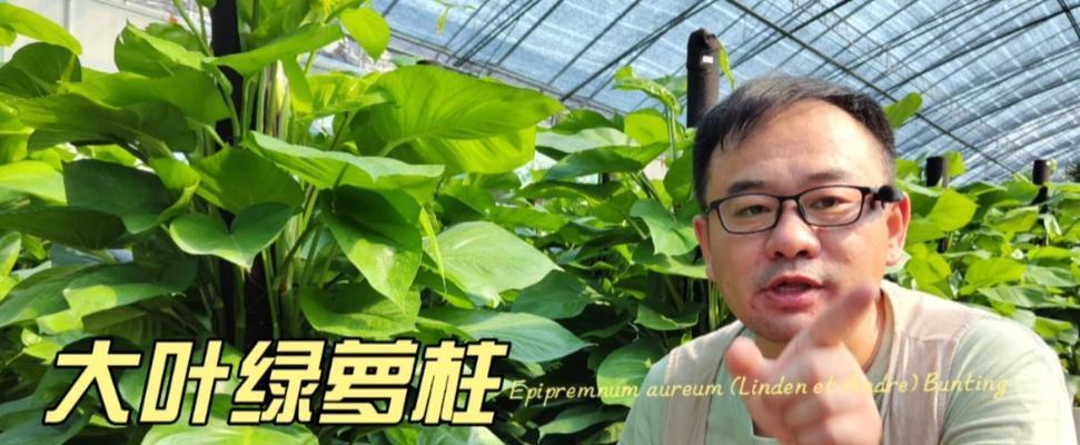 如何养护绿萝柱（让您的绿萝柱健康成长）