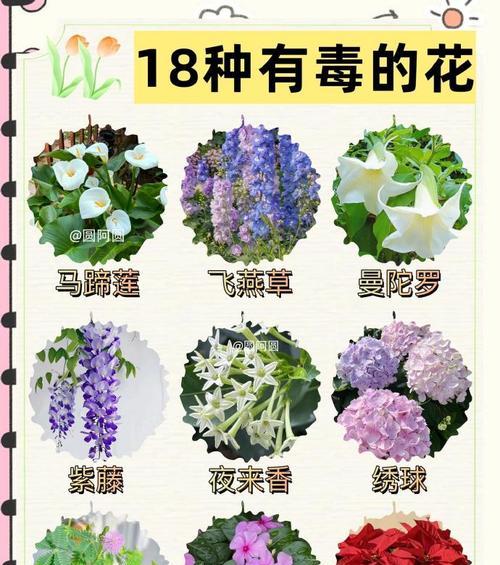 马蹄莲的汁液是否有毒？（了解马蹄莲的汁液成分与特性，防范食用毒害）