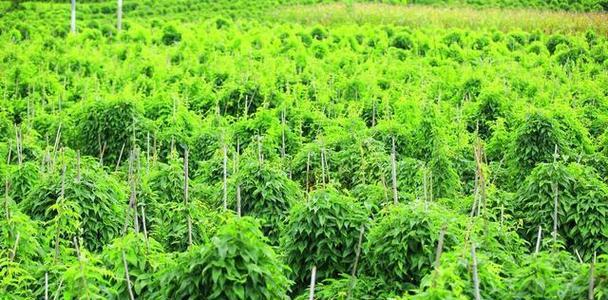 山药种植指南（几月份最适合种植？种植技巧和注意事项。）