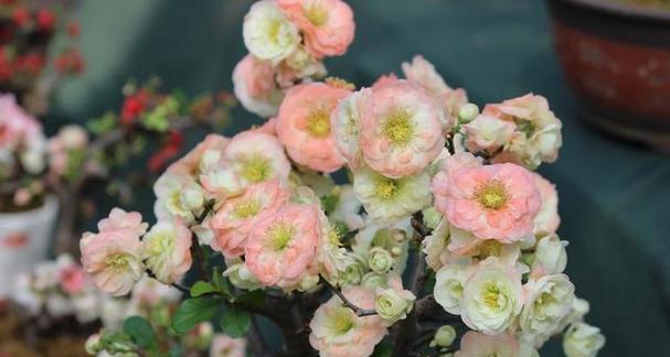 探寻海棠花的故乡——南京市（南京市花、海棠花的历史渊源与文化价值）