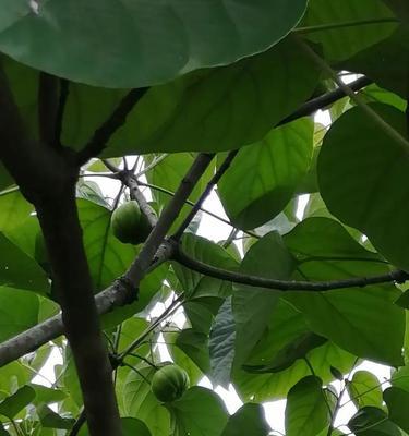 木油桐果实的毒性探究（了解木油桐果实的有毒成分和食用危害）