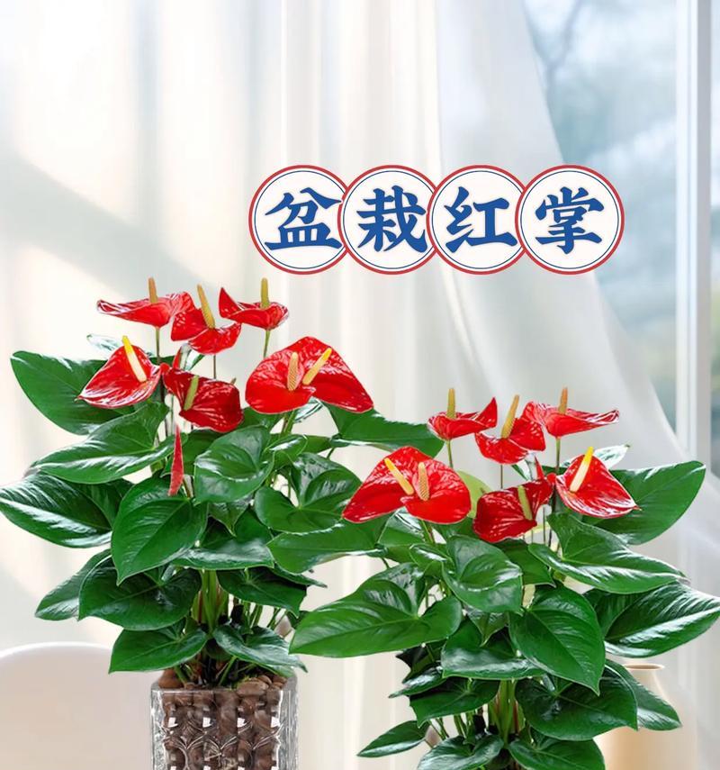 红掌能否晒太阳？（红掌对阳光的需求和注意事项）