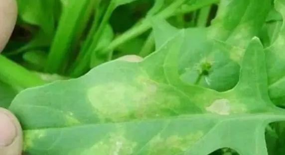 菠菜炭疽病——预防与治疗（发病原因、病征及处理方法）