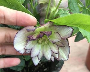 铁筷子是多年生植物吗？（探究铁筷子的生命周期及其特点）