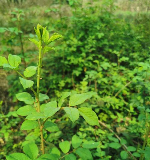 带刺的植物的种类与特点（探究植物中的“荆棘”生命）