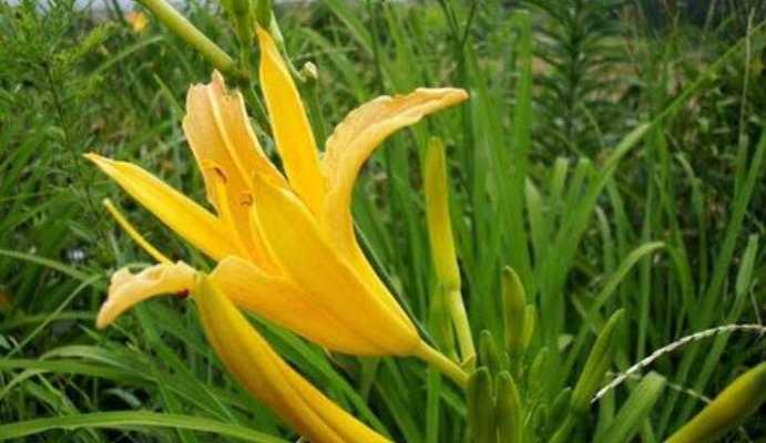 探秘豌菜头的营养与功效（豌豆苗还是菜头？解析豌菜头的别名与特点）