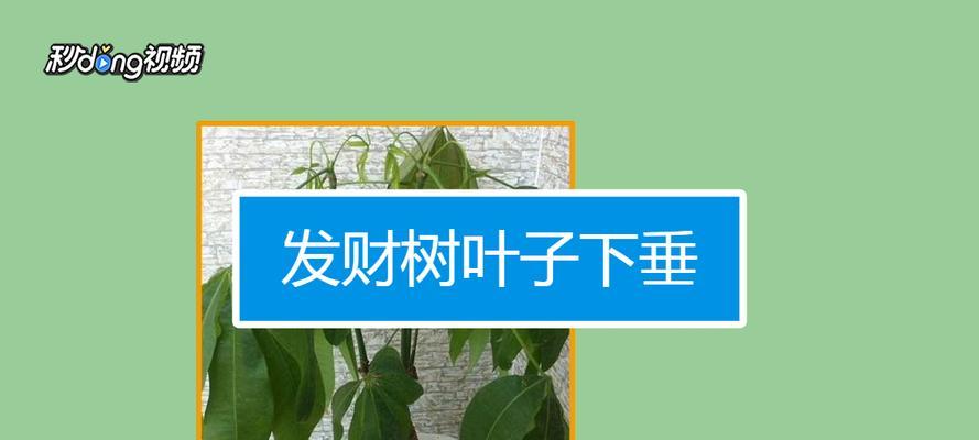 发财树叶子下垂的原因及解决方法（解密发财树的生长秘密，让你的发财树重新充满生机）