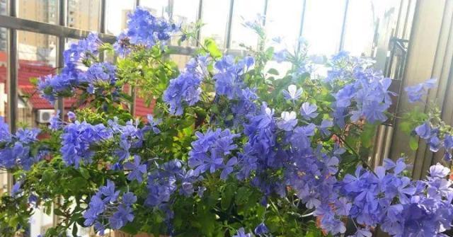 如何正确过冬千头菊（15个步骤让你的千头菊安然度过冬季）