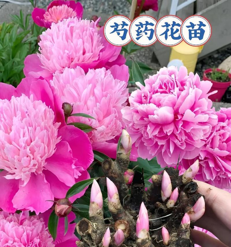 家居养芍药，如何正确种植？（掌握方法，打造舒适室内花园）