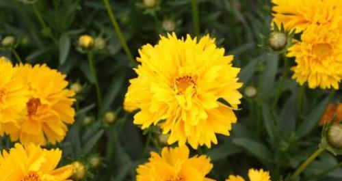 九月菊养殖全攻略（毒性分析及室内种植技巧）