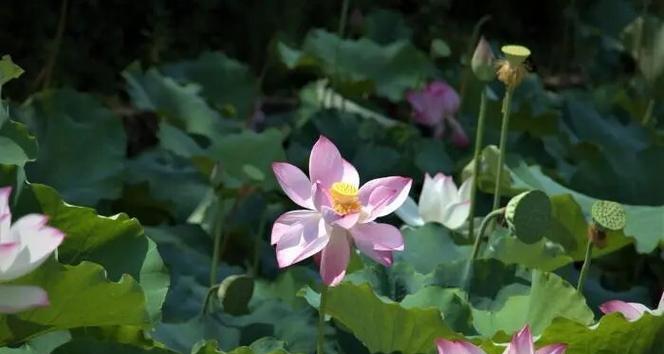 莲花播种的最佳时间（什么时候是莲花播种的最佳时间？莲花什么时候播种最好？）