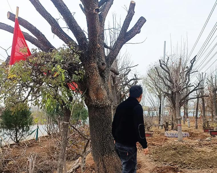 种植时间与生长周期——打造丰硕柿子树（栽培技巧与注意事项）